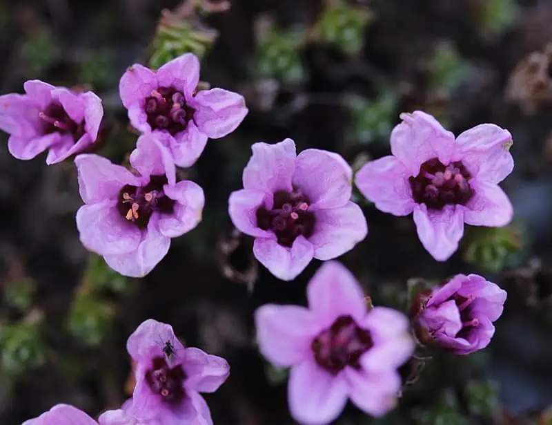 Purple Saxifrage