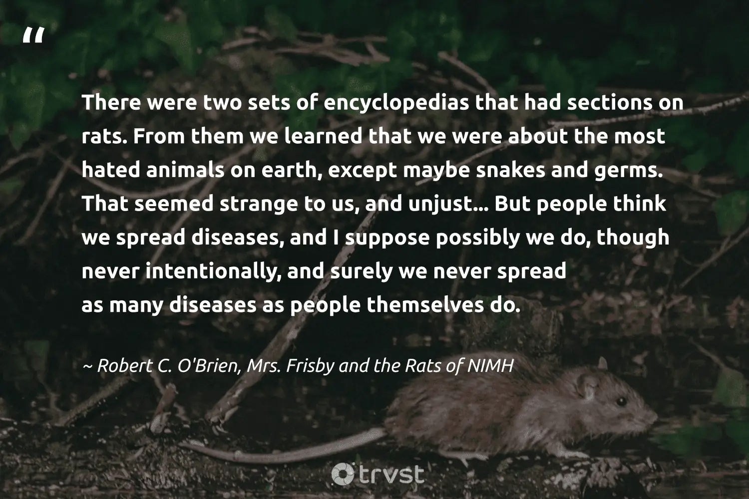 "There were two sets of encyclopedias that had sections on rats. From them we learned that we were about the most hated animals on earth, except maybe snakes and germs. That seemed strange to us, and unjust... But people think we spread diseases, and I suppose possibly we do, though never intentionally, and surely we never spread as many diseases as people themselves do." -Robert C. O'Brien, Mrs. Frisby and the Rats of NIMH #trvst #quotes #bethechange #socialimpact #rat #people #earth 