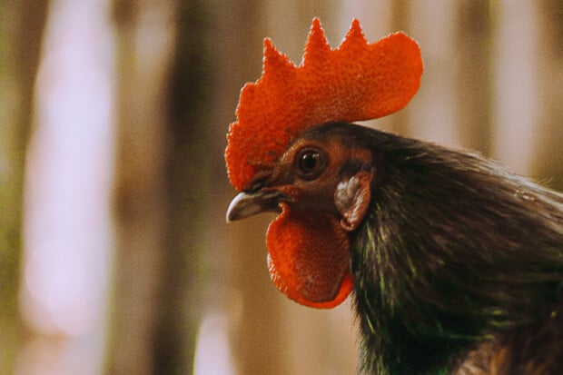 15 Rooster Quotes About The Iconic Farm Birds