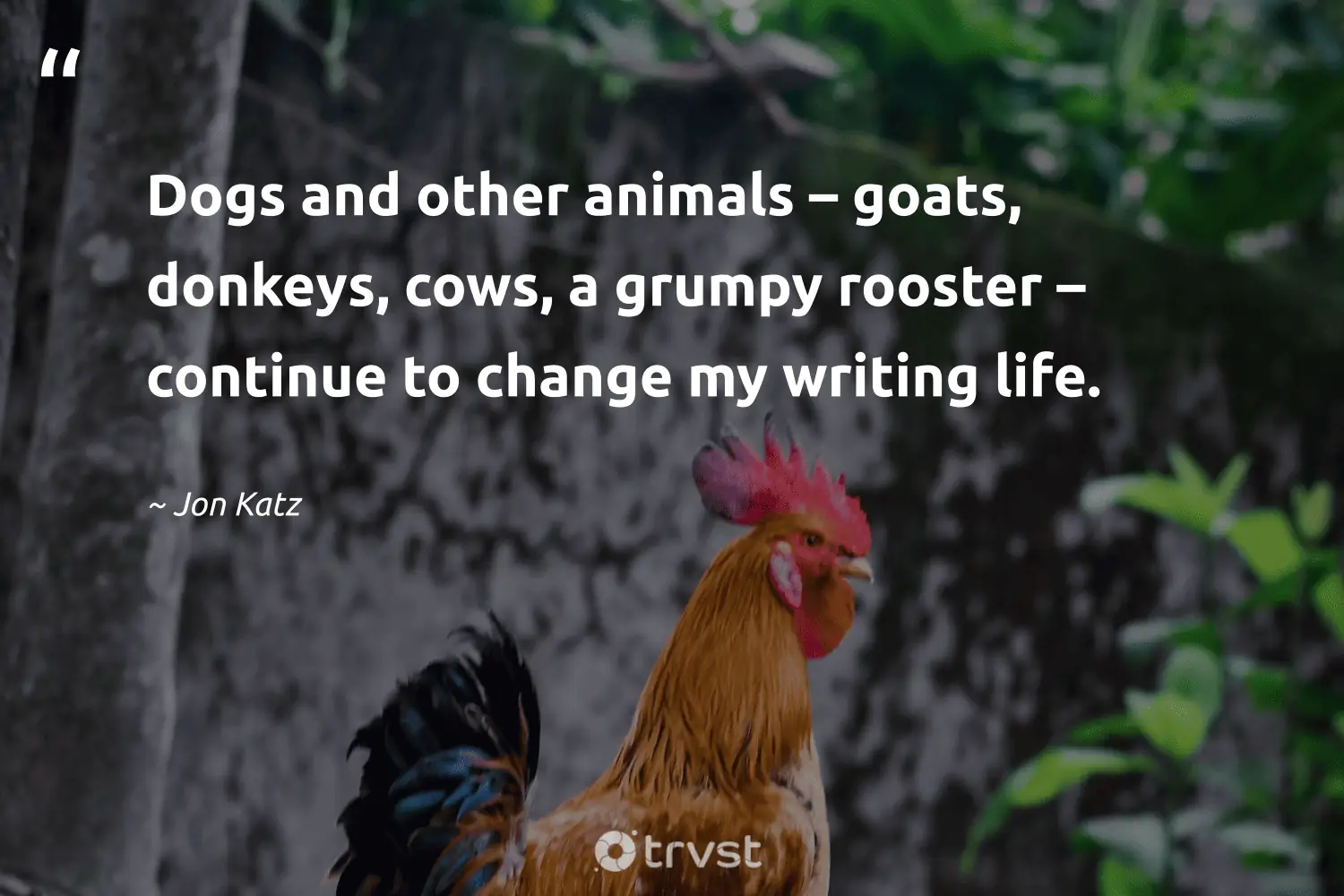 "Dogs and other animals – goats, donkeys, cows, a grumpy rooster – continue to change my writing life." -Jon Katz #trvst #quotes #socialchange #ecoconscious #life #writing