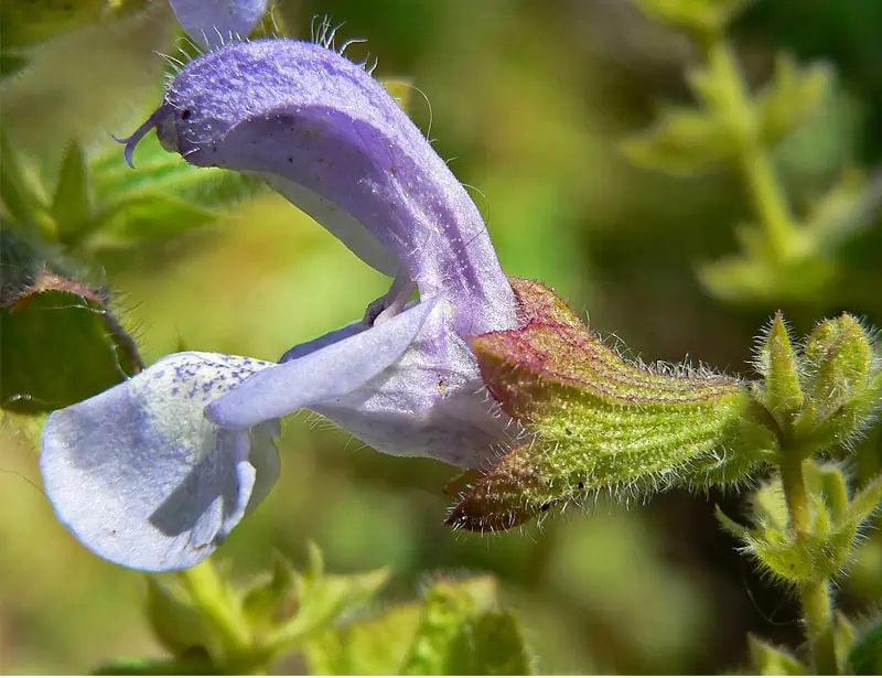 Salvia