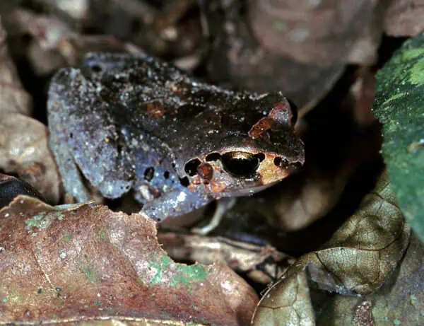 13 Types of Frogs: Species, Facts And Photos