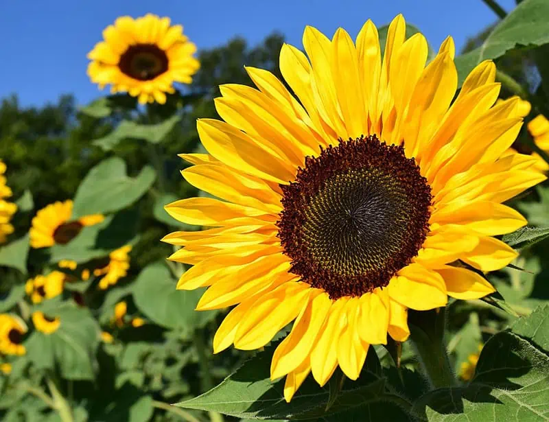 Sunflower