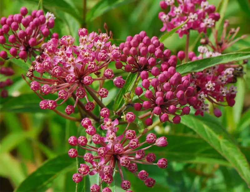 Swamp Milkweed