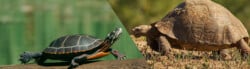 Tortoise vs turtle