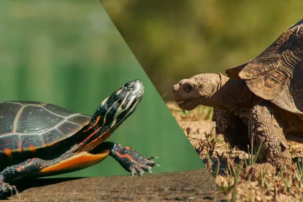 Tortoise vs. Turtle: Similarities And Differences Explained