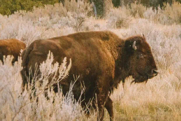7 Types of Bison: Species, Facts and Photos