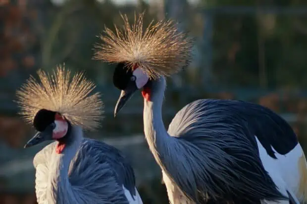 15 Types of Cranes: Species, Facts and Photos