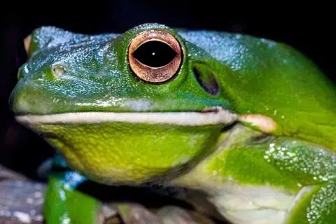 13 Types of Frogs: Species, Facts And Photos