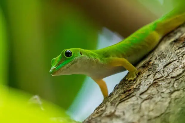 15 Types of Geckos: Species, Facts and Photos