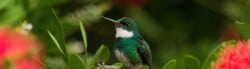 Types of Hummingbird