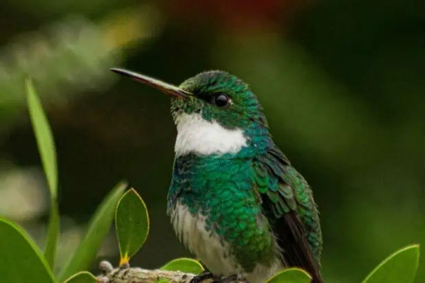 15 Types of Hummingbirds: Species, Facts and Photos