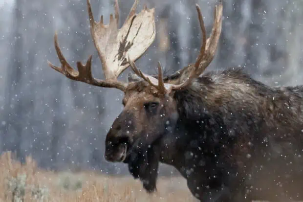 8 Types of Moose: Species, Facts and Photos