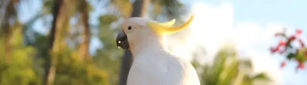 types of parrot