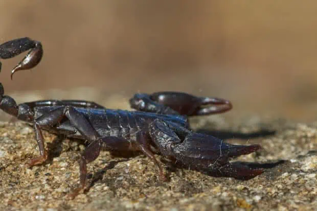 15 Types of Scorpions: Species, Facts and Photos