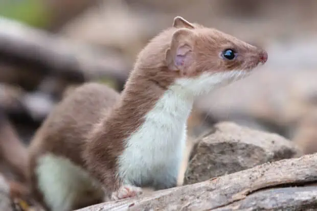 15 Types of Weasels: Species, Facts and Photos