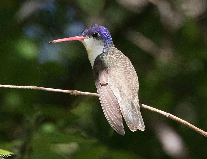 Violet-crowned Hummingbird