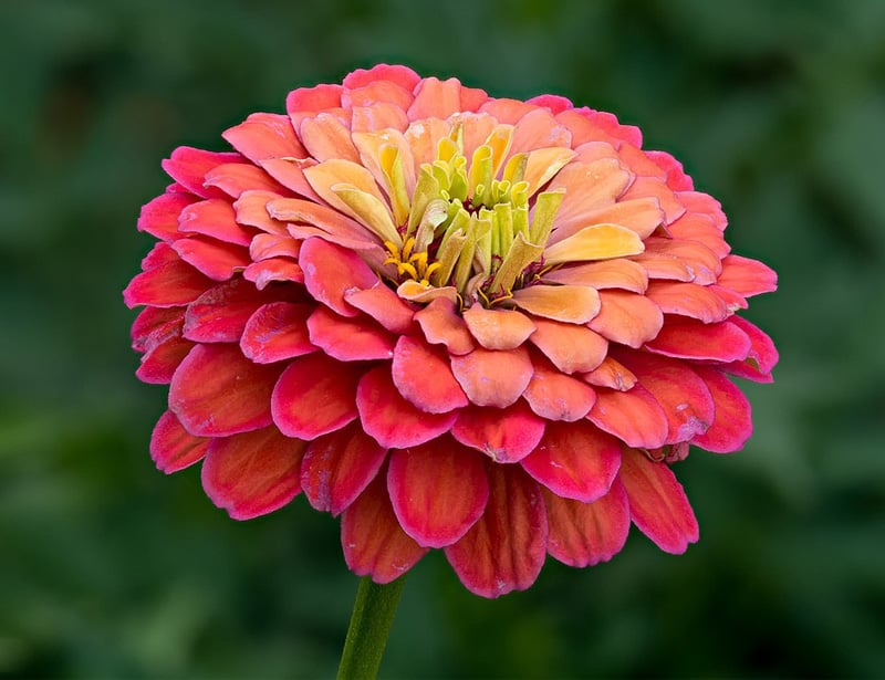 Zinnia