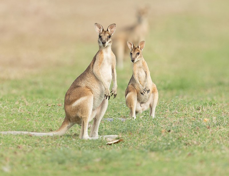 Agile Wallaby