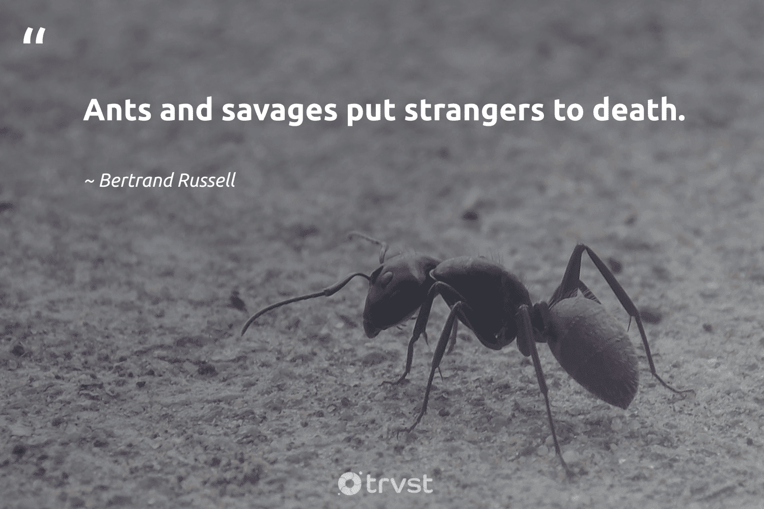 "Ants and savages put strangers to death." -Bertrand Russell #trvst #quotes #planetearthfirst #thinkgreen #ant