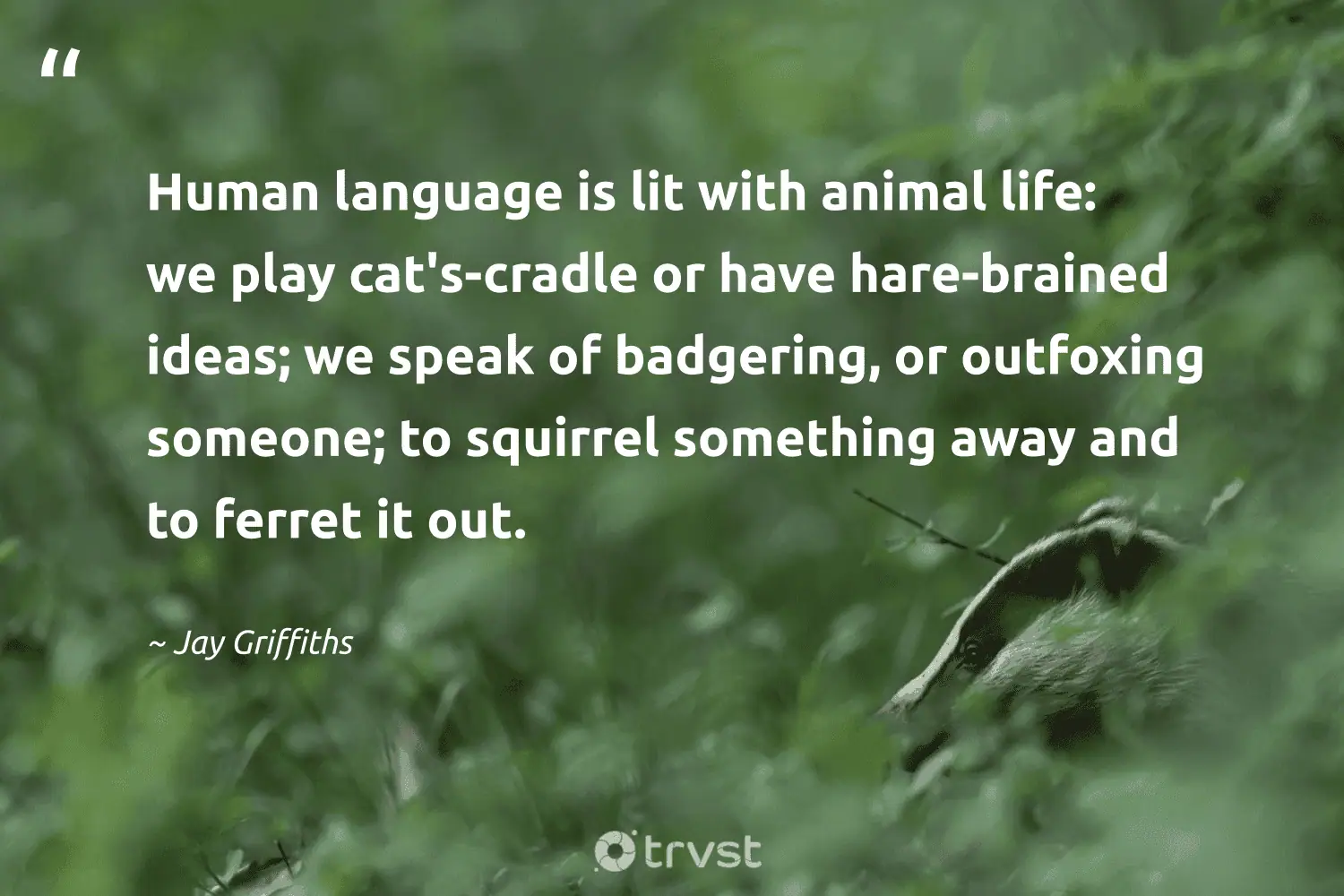 "Human language is lit with animal life: we play cat's-cradle or have hare-brained ideas; we speak of badgering, or outfoxing someone; to squirrel something away and to ferret it out." -Jay Griffiths #trvst #quotes #takeaction #thinkgreen #badger #animal #life 