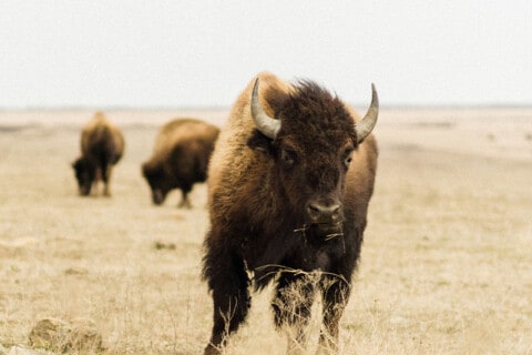 7 Bison Quotes About The Humongous Bovines