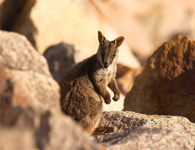 Brush-tailed Rock Wallaby