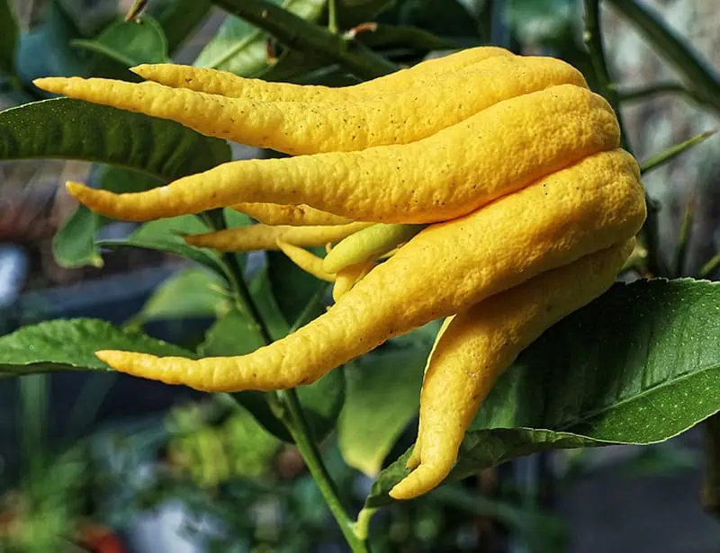 buddha's hand