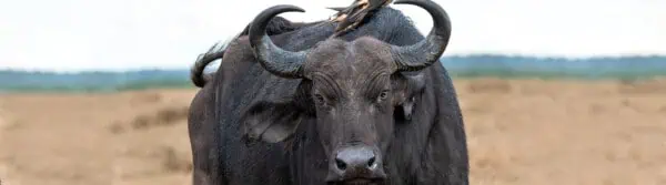 buffalo quotes