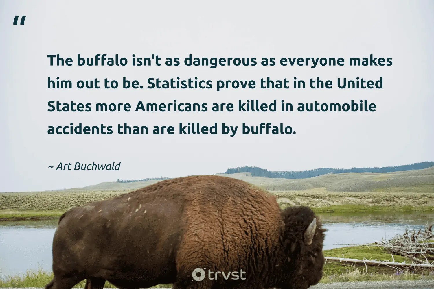 "The buffalo isn't as dangerous as everyone makes him out to be. Statistics prove that in the United States more Americans are killed in automobile accidents than are killed by buffalo." -Art Buchwald #trvst #quotes #beinspired #thinkgreen 