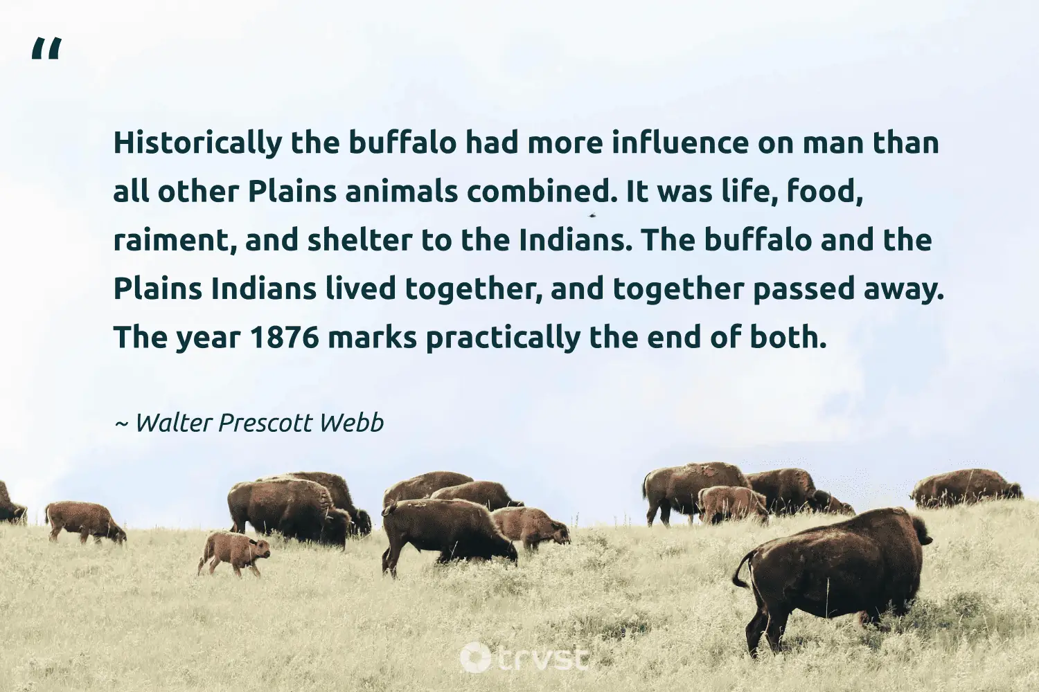 "Historically the buffalo had more influence on man than all other Plains animals combined. It was life, food, raiment, and shelter to the Indians. The buffalo and the Plains Indians lived together, and together passed away. The year 1876 marks practically the end of both." -Walter Prescott Webb #trvst #quotes #thinkgreen #socialchange #food #life #influence 