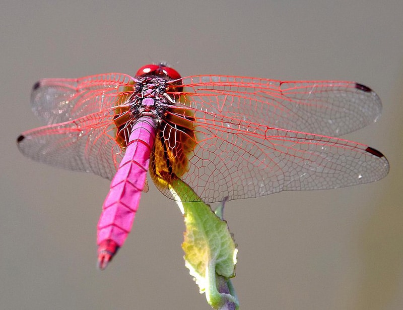 Crimson Marsh Glider