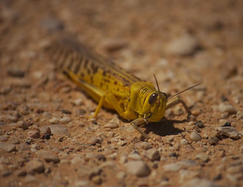 Desert Locust