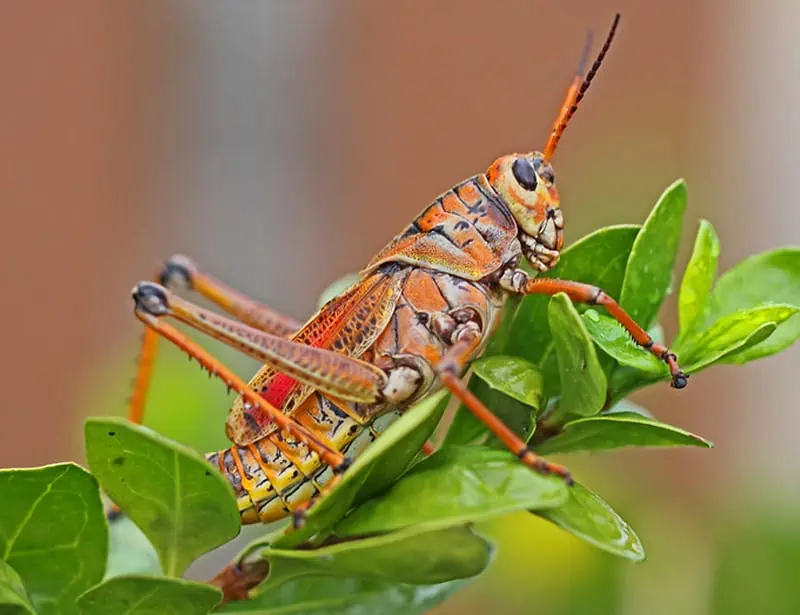 Eastern Lubber GrasshopperPhoto by Judy Gallagher on Wikimedia Commons licensed under CC BY-SA 4.0 (Cropped from original).