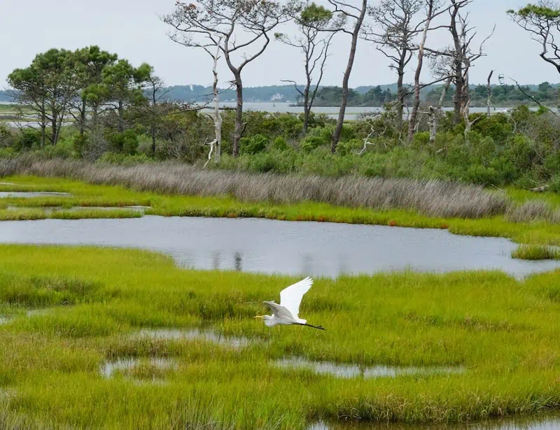 egret glides across the wetlands