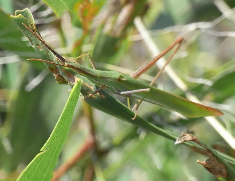  Giant Green Slantface