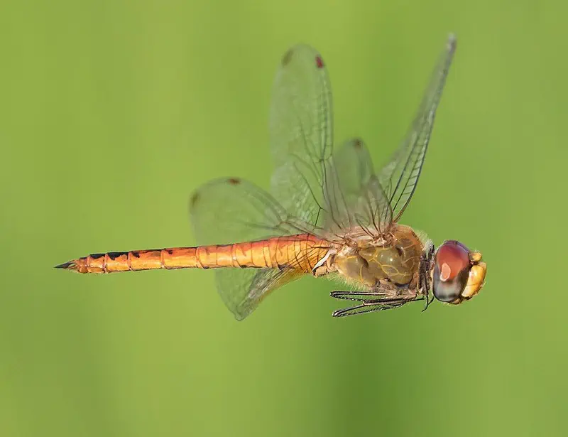 Globe Skimmer