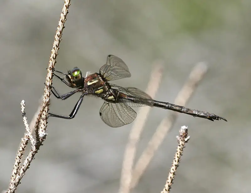 Hine's Emerald Dragonfly