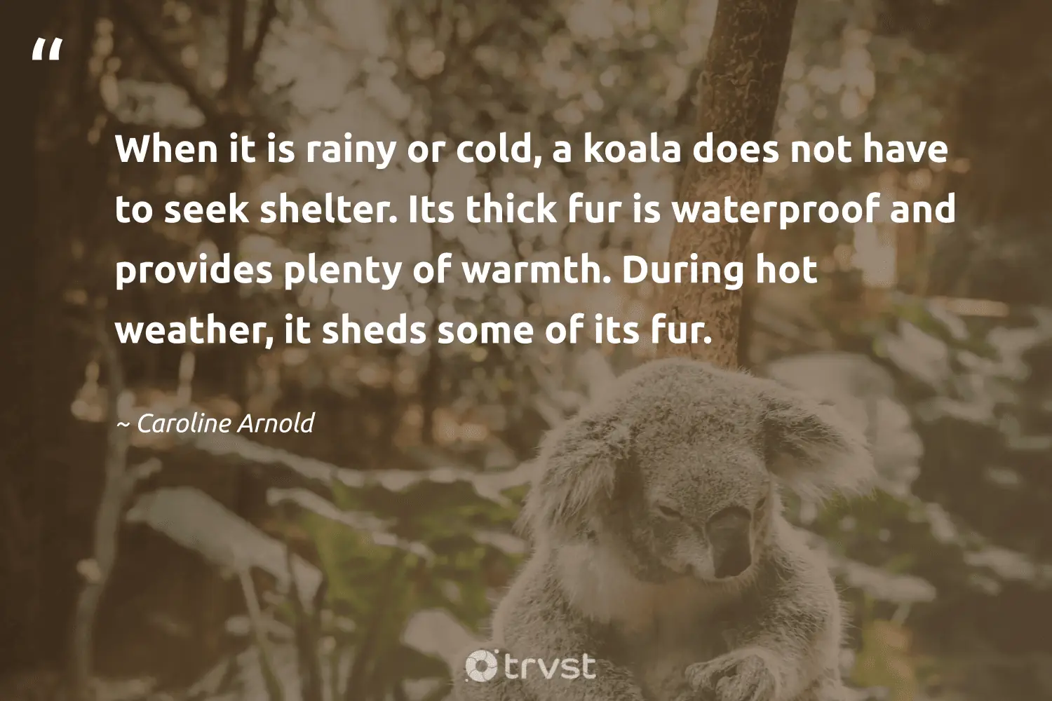 "When it is rainy or cold, a koala does not have to seek shelter. Its thick fur is waterproof and provides plenty of warmth. During hot weather, it sheds some of its fur." -Caroline Arnold #trvst #quotes #bethechange #socialchange #koala 