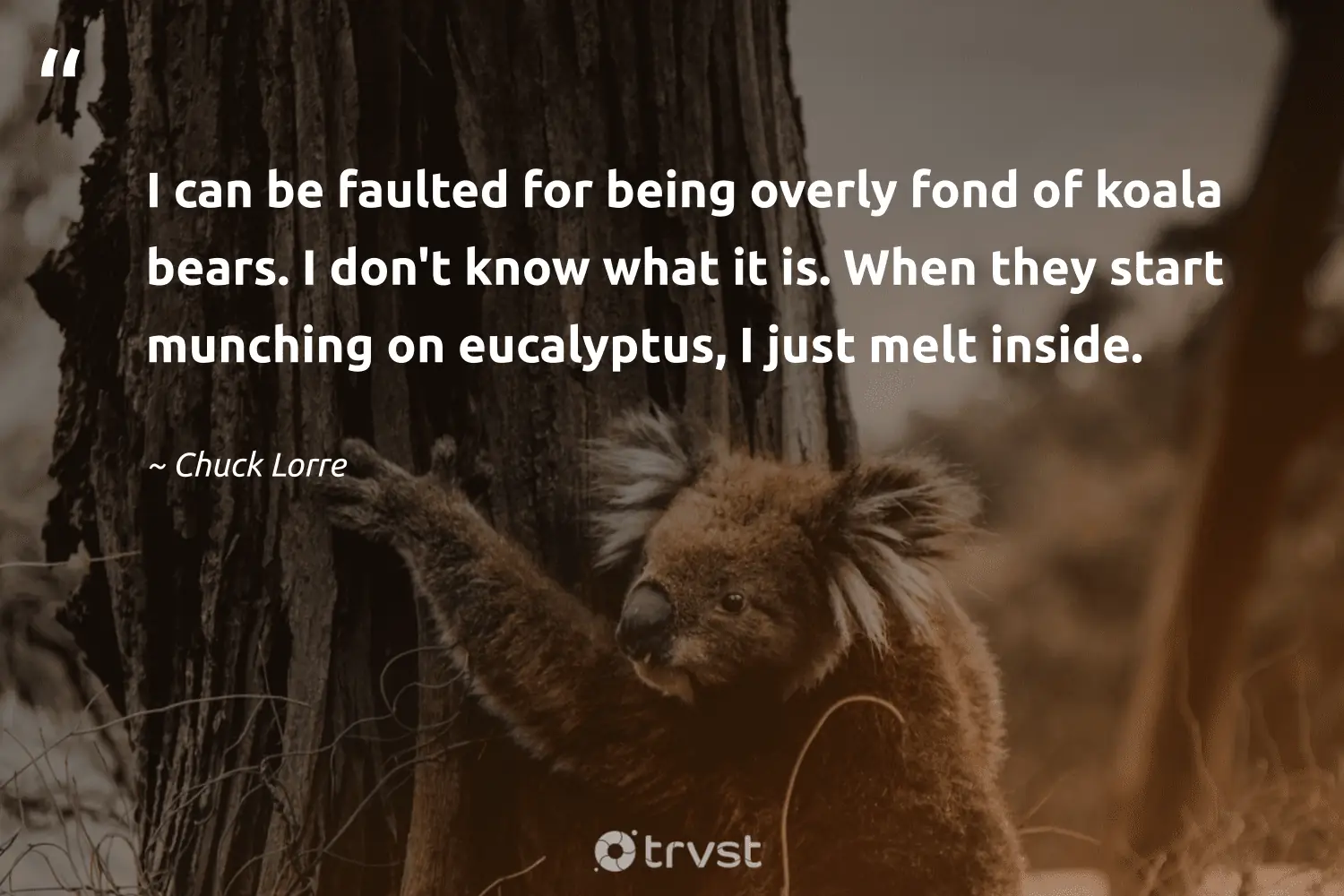 "I can be faulted for being overly fond of koala bears. I don't know what it is. When they start munching on eucalyptus, I just melt inside." -Chuck Lorre #trvst #quotes #socialimpact #dogood #koala 