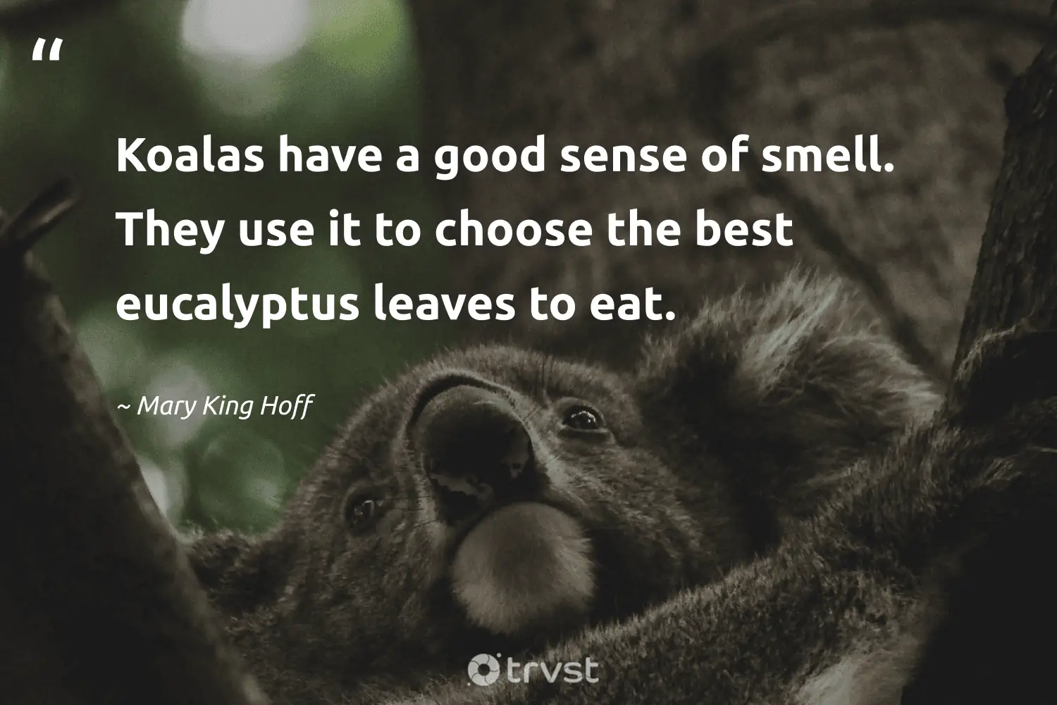 "Koalas have a good sense of smell. They use it to choose the best eucalyptus leaves to eat." -Mary King Hoff #trvst #quotes #takeaction #gogreen #koala 