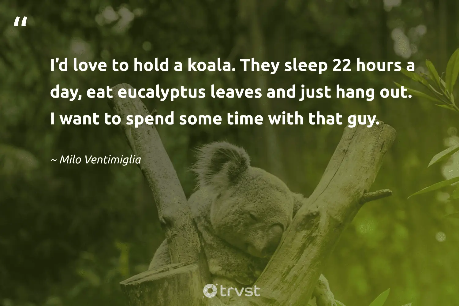 "I’d love to hold a koala. They sleep 22 hours a day, eat eucalyptus leaves and just hang out. I want to spend some time with that guy." -Milo Ventimiglia #trvst #quotes #takeaction #thinkgreen #koala #sleep #love 