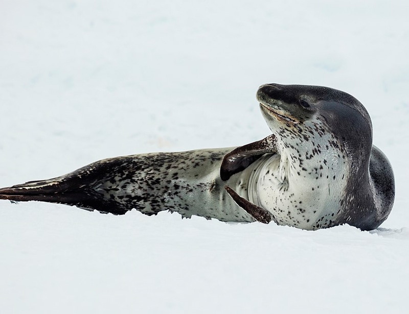 Leopard Seal 