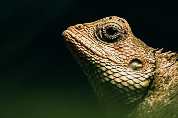 20 Lizard Quotes About The Ancient Adaptable Reptiles