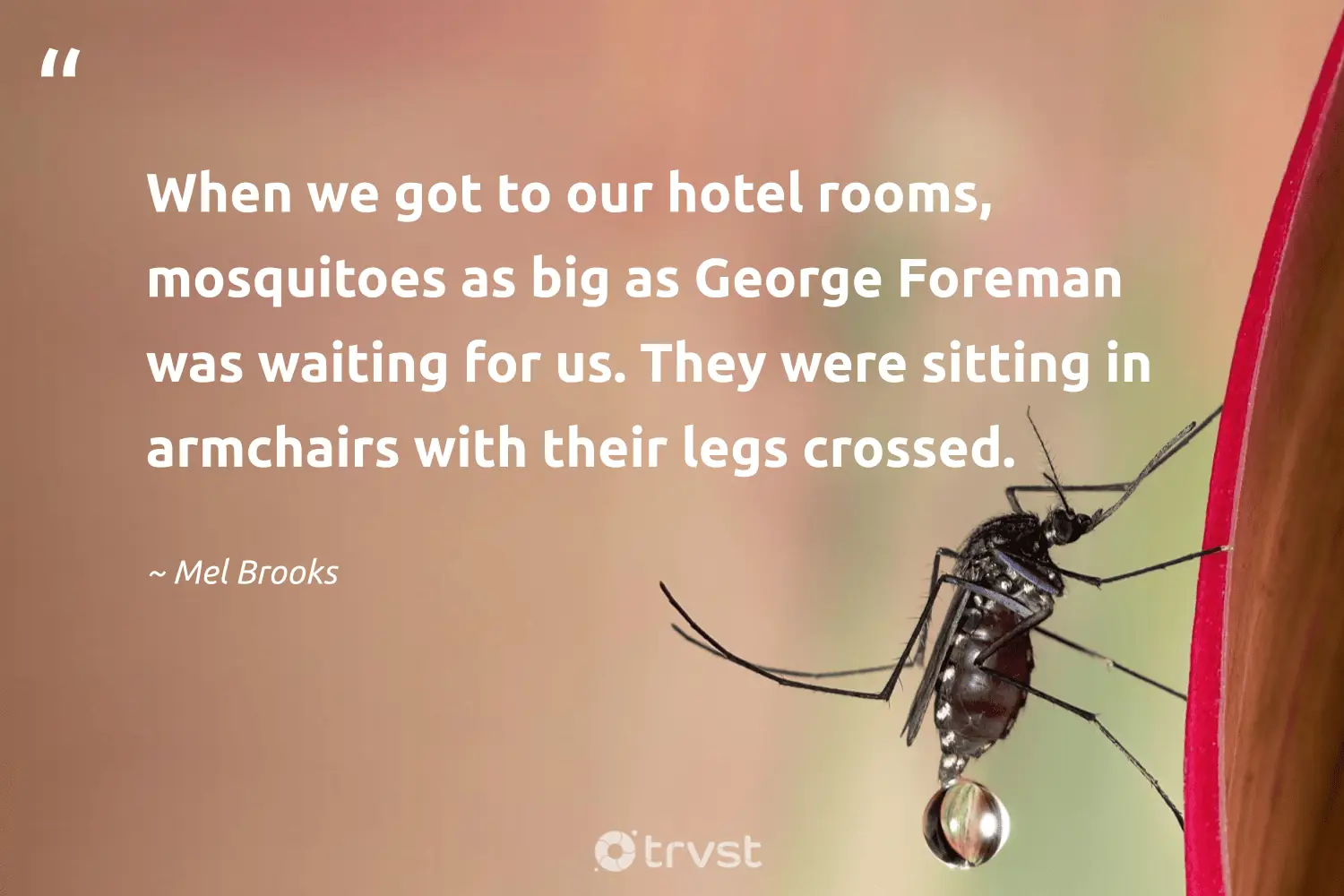 "When we got to our hotel rooms, mosquitoes as big as George Foreman was waiting for us. They were sitting in armchairs with their legs crossed." -Mel Brooks #trvst #quotes #bethechange #changetheworld