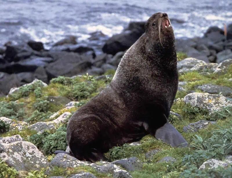Northern Fur Seal