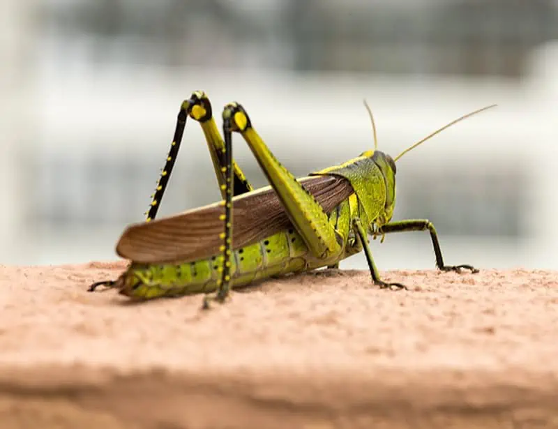 Obscure Bird Grasshopper