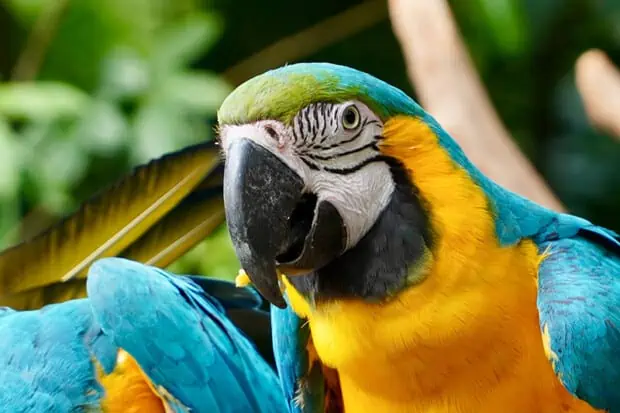 21 Parrot Quotes About The Vibrant Talkative Birds