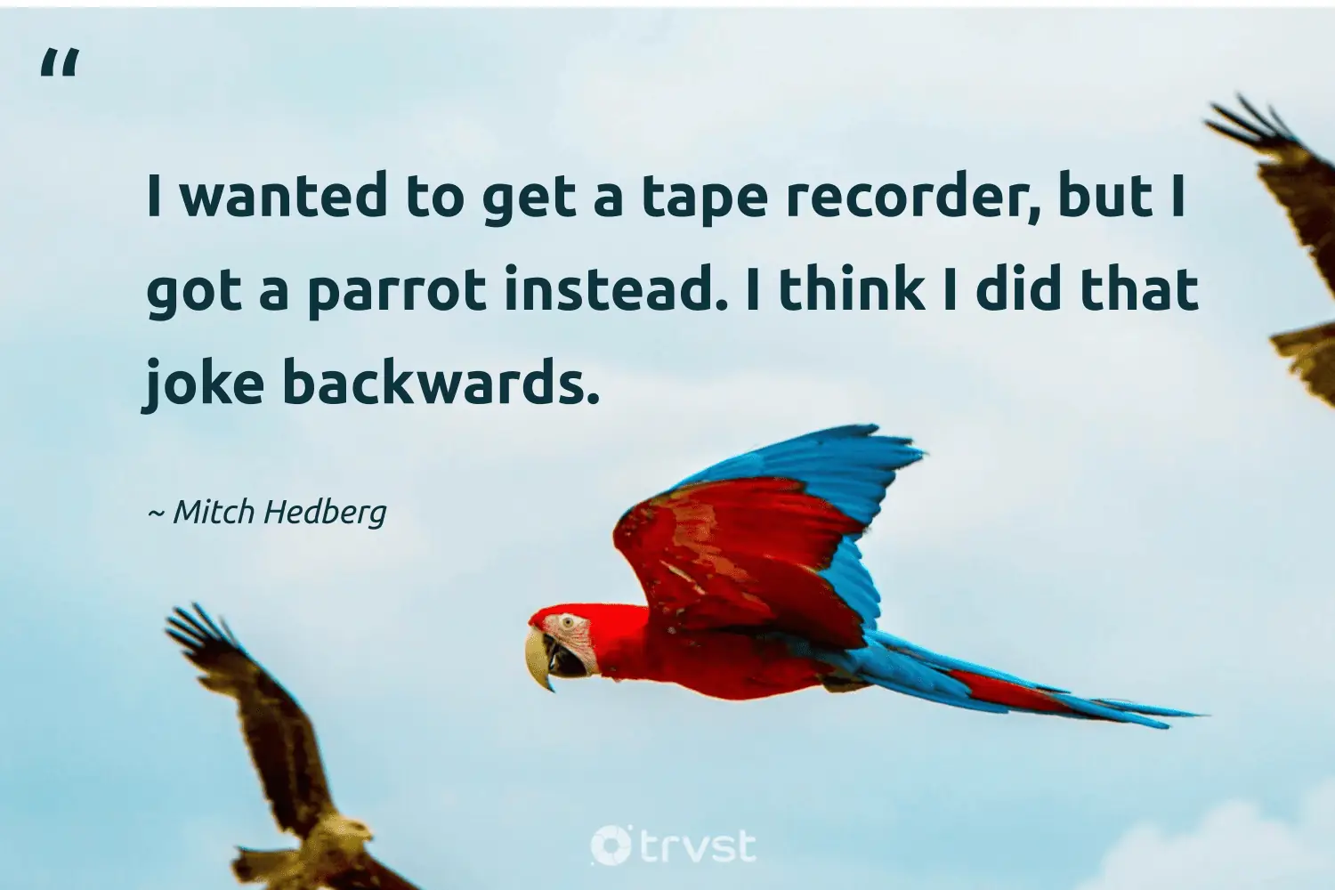 "I wanted to get a tape recorder, but I got a parrot instead. I think I did that joke backwards." -Mitch Hedberg #trvst #quotes #socialchange #beinspired #parrot 