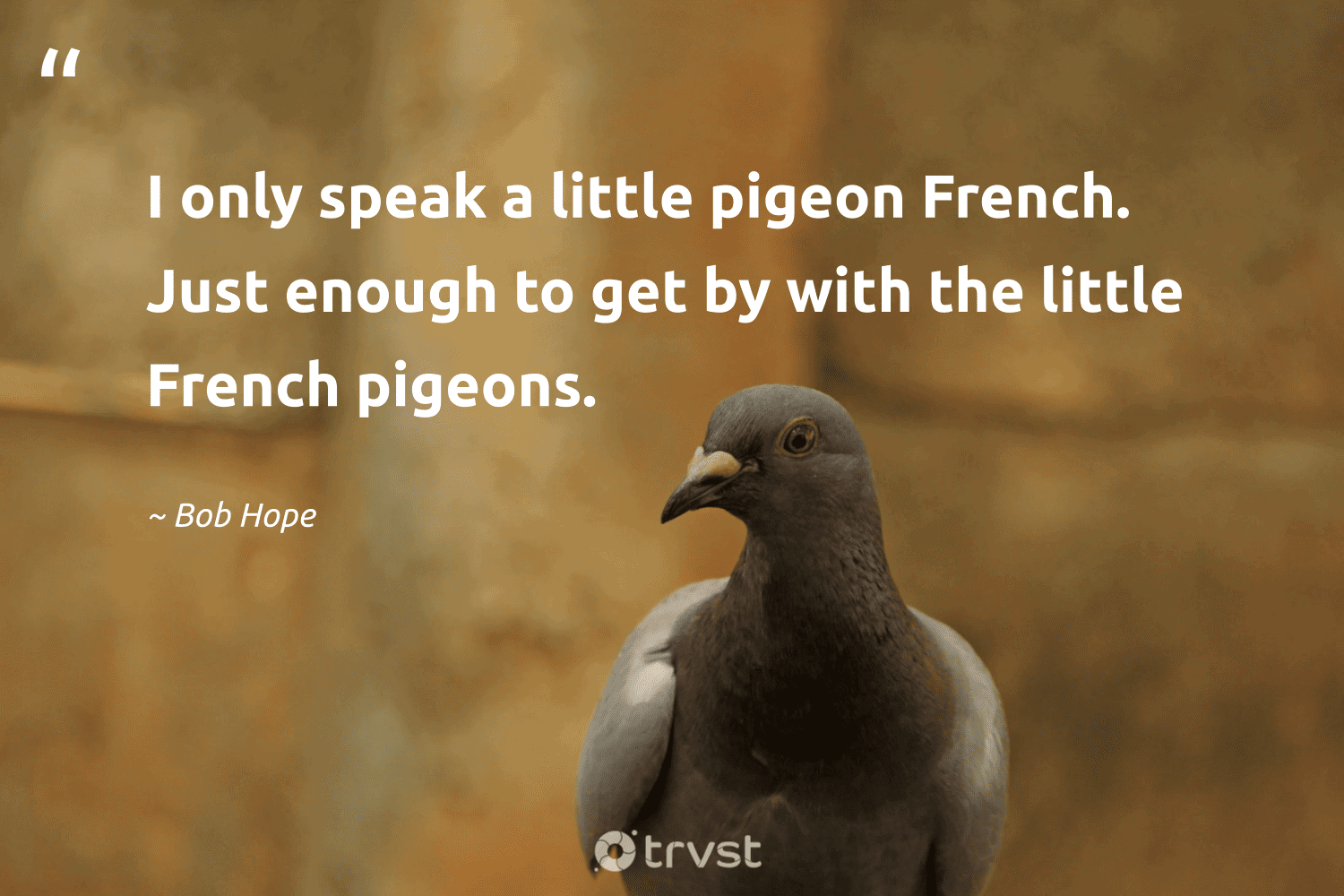 "I only speak a little pigeon French. Just enough to get by with the little French pigeons." -Bob Hope #trvst #quotes #socialimpact #collectiveaction #pigeon 